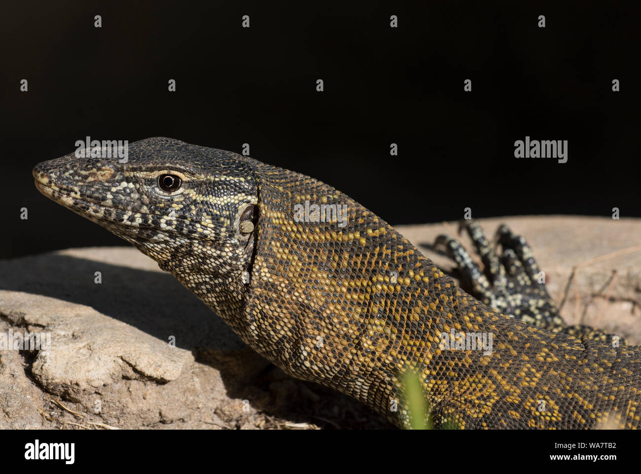 Close up of a Nile Monitor Lizard Varanus niloticus in the sun in The Gambia West Africa Stock Photo