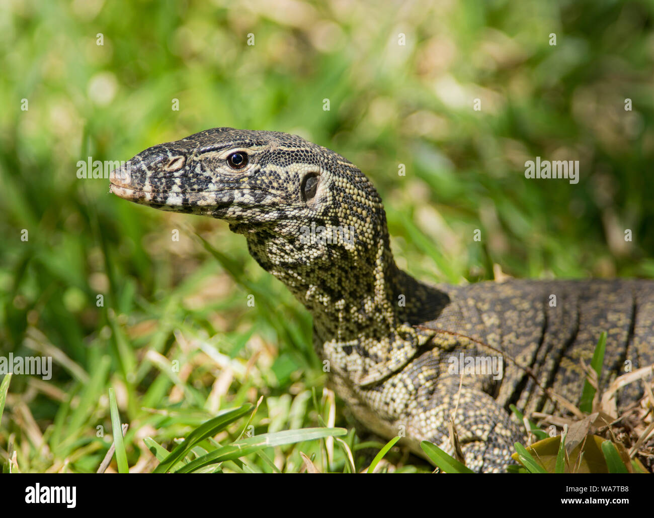 Close up of a Nile Monitor Lizard Varanus niloticus in the sun in The Gambia West Africa Stock Photo