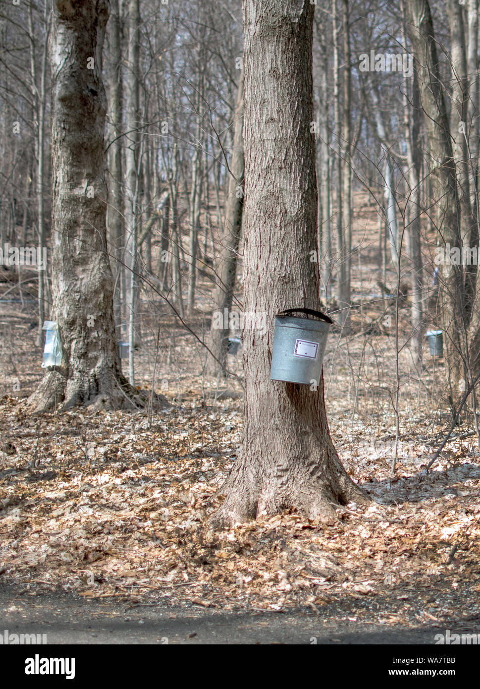bags and pails hang from maple tree spigots, to collect sap for maple syrup Stock Photo Alamy