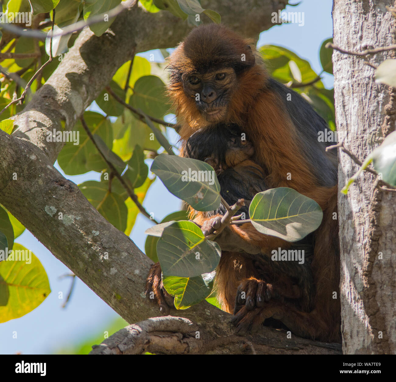 Western Red Colobus Monkey Piliocolobus badius in The Gambia Africa sat in a tree holding its baby. Stock Photo