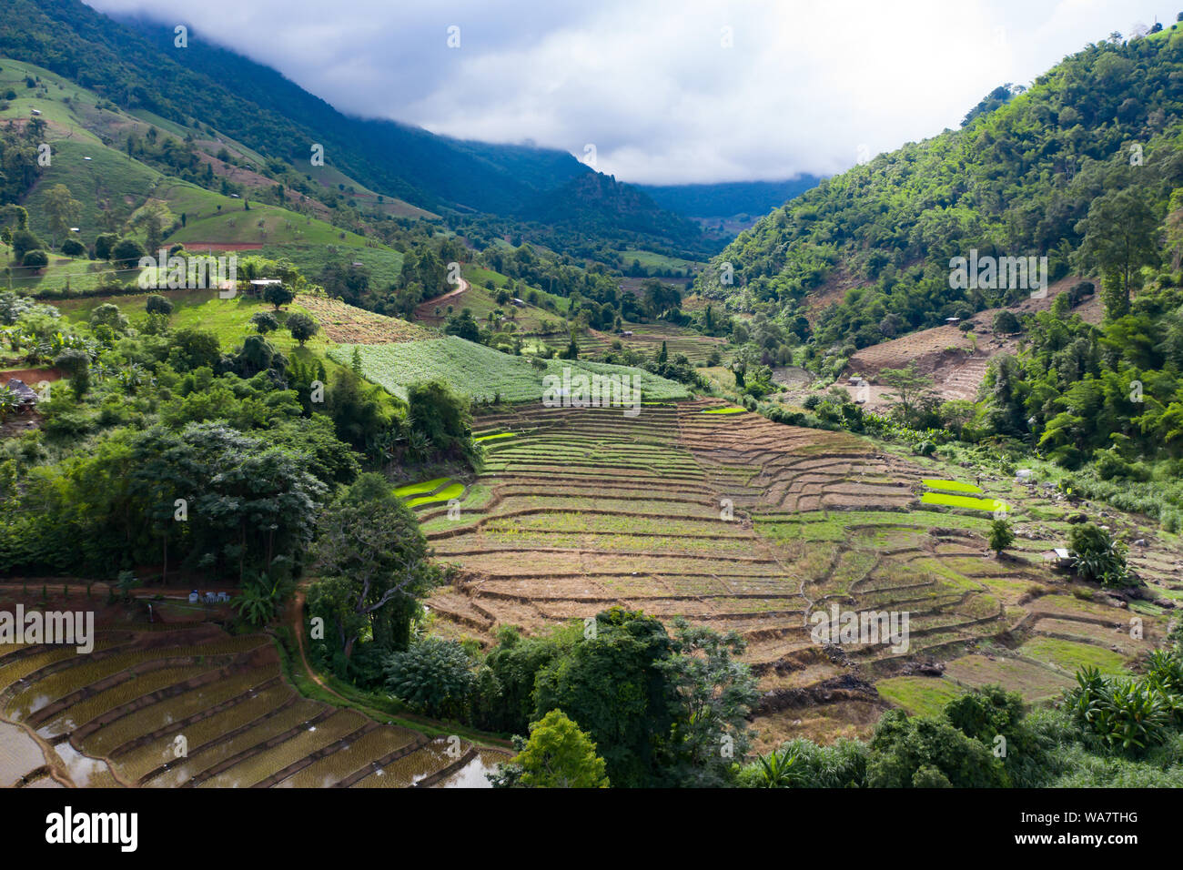 Aerial drone view of terraced rice fields in Thailand Stock Photo - Alamy
