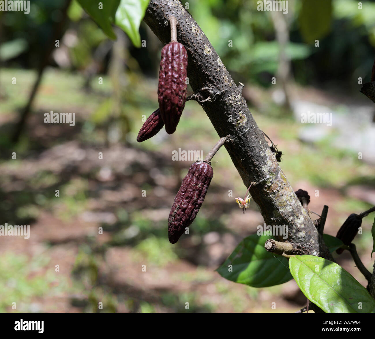 Cacao pods immature unripe Stock Photo