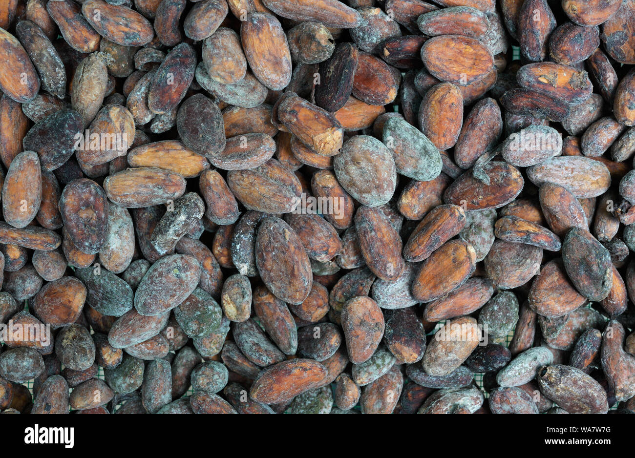 Cacao beans cacao seeds drying, close up, Quepos, CR Stock Photo