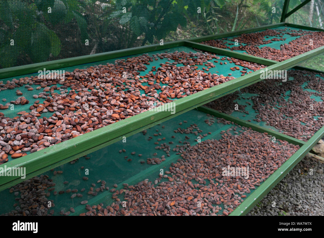 Cacao beans seeds drying, cacao farm, Costa Rica Stock Photo