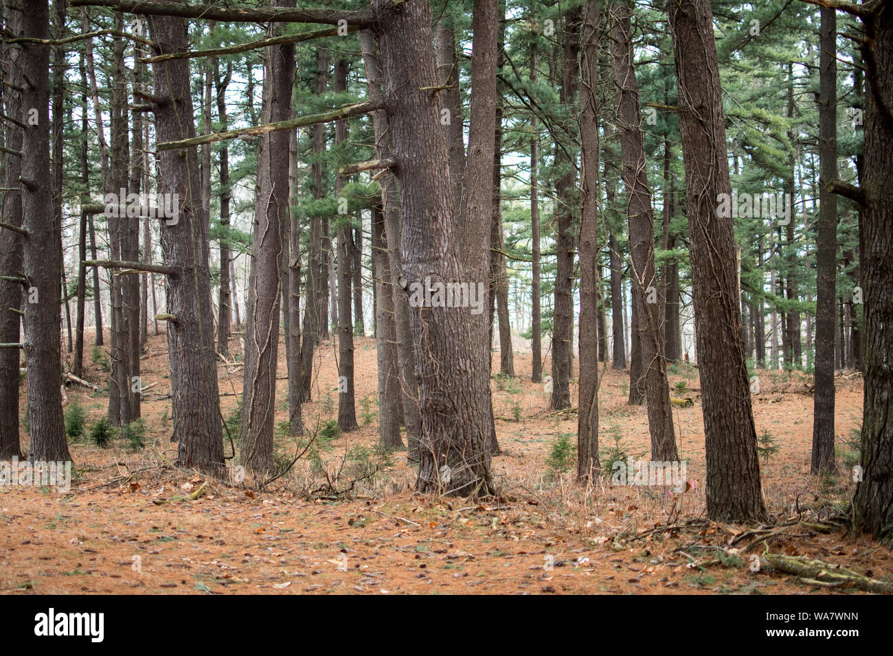 Beautiful pine forest with old and new pine trees in early spring Stock Photo