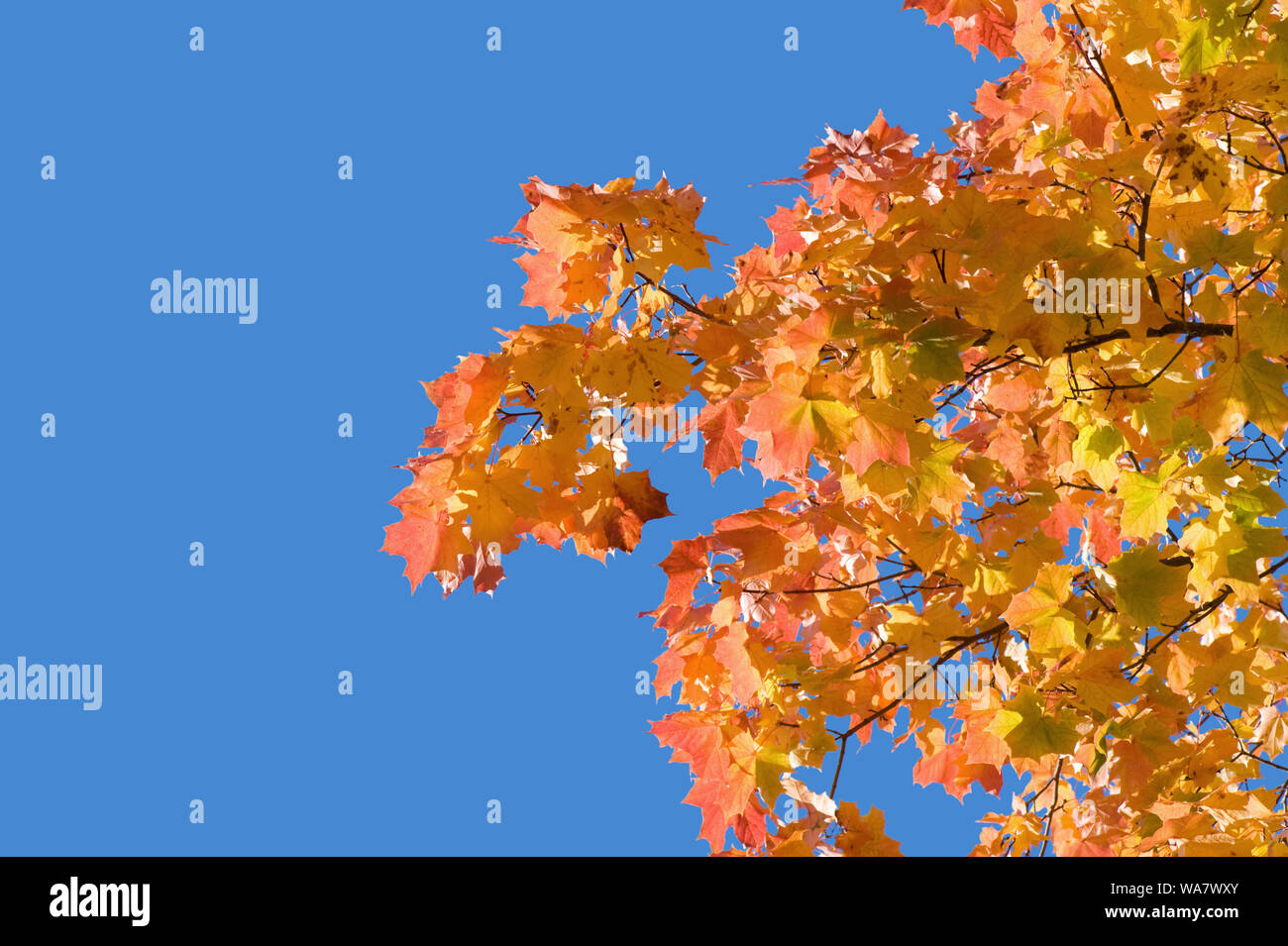 Autumn maple tree leaves against blue sky Stock Photo - Alamy