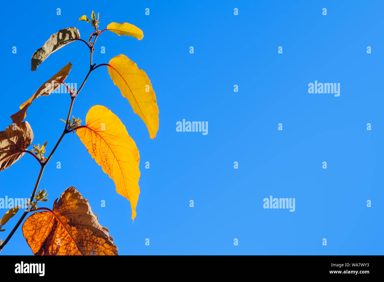 Giant knotweed (Fallopia sachalinensis) leaves in autumn colors against blue sky Stock Photo