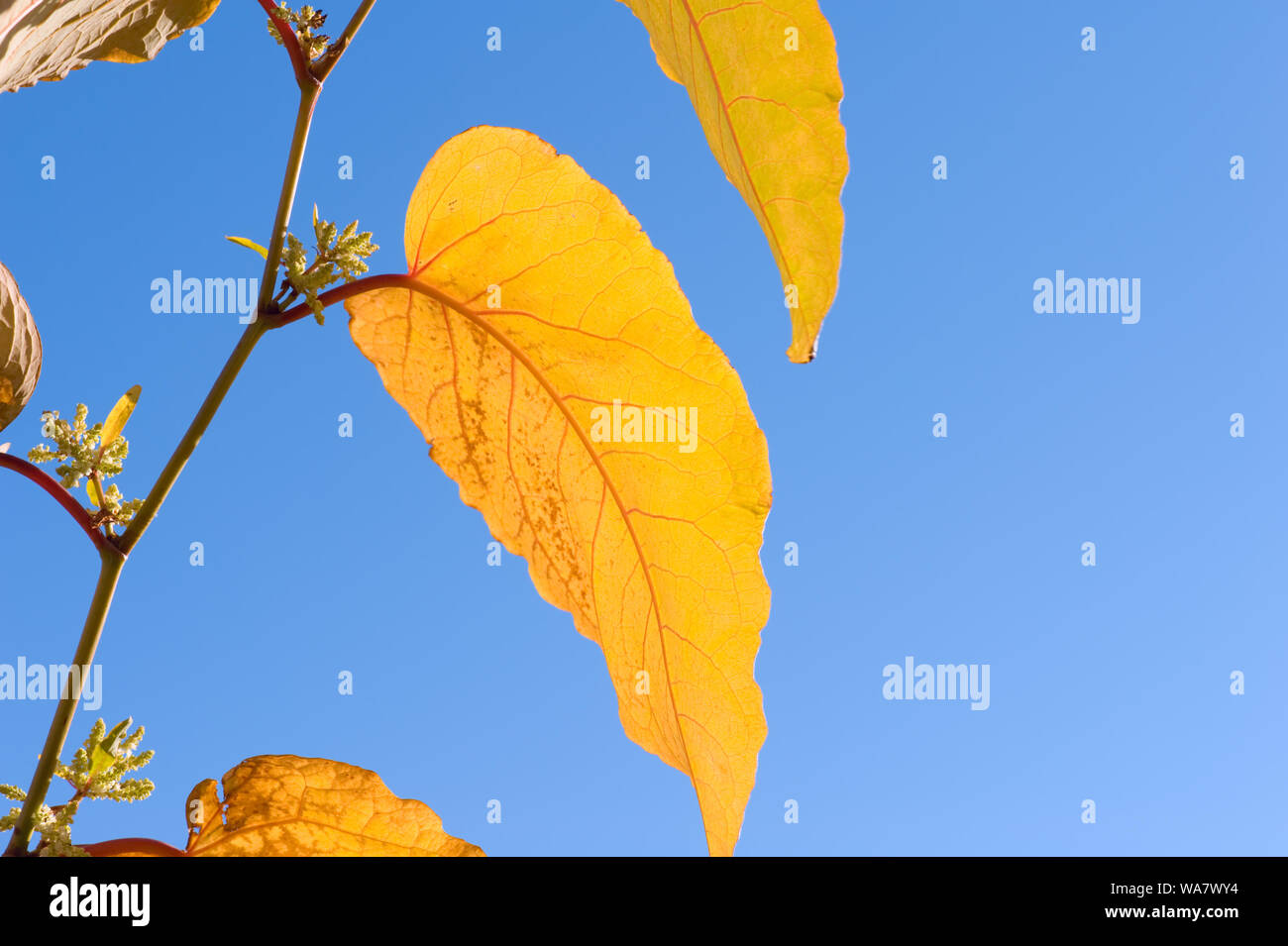 Giant knotweed (Fallopia sachalinensis) leaves in autumn colors against blue sky Stock Photo