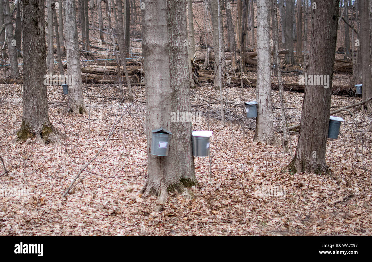 metal pails hang from taps on maple trees in Indiana’s Bendix wood