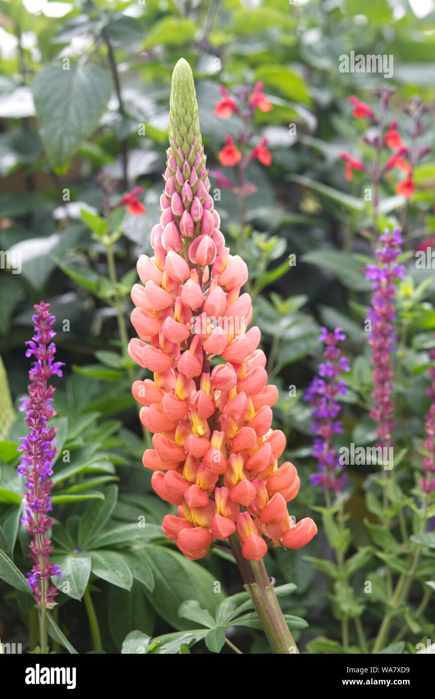 Salmon star Lupin Stock Photo - Alamy