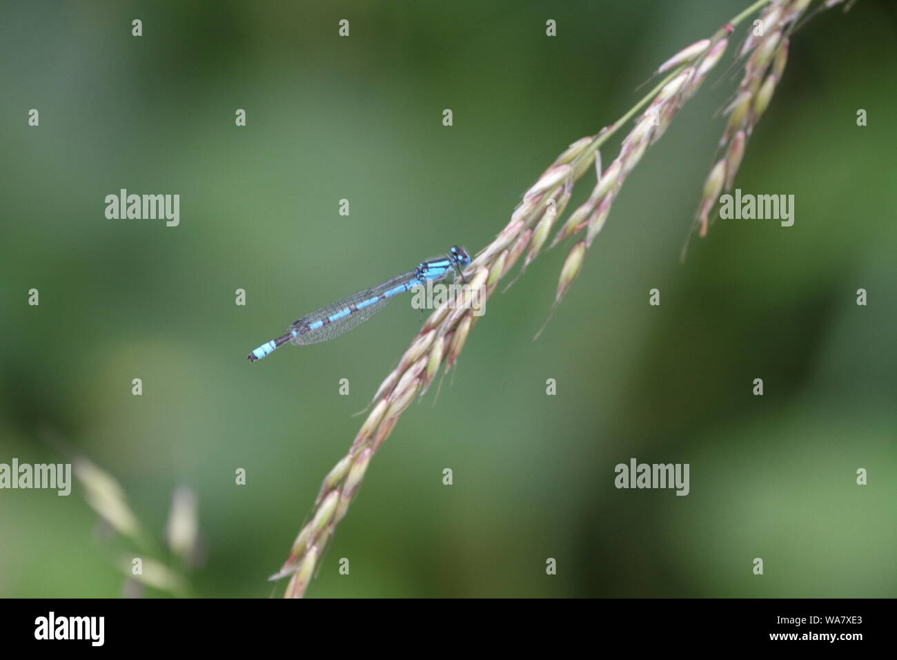 Common Blue Damselfly resting on a grass stalk at Whisby Worls of Nature Stock Photo