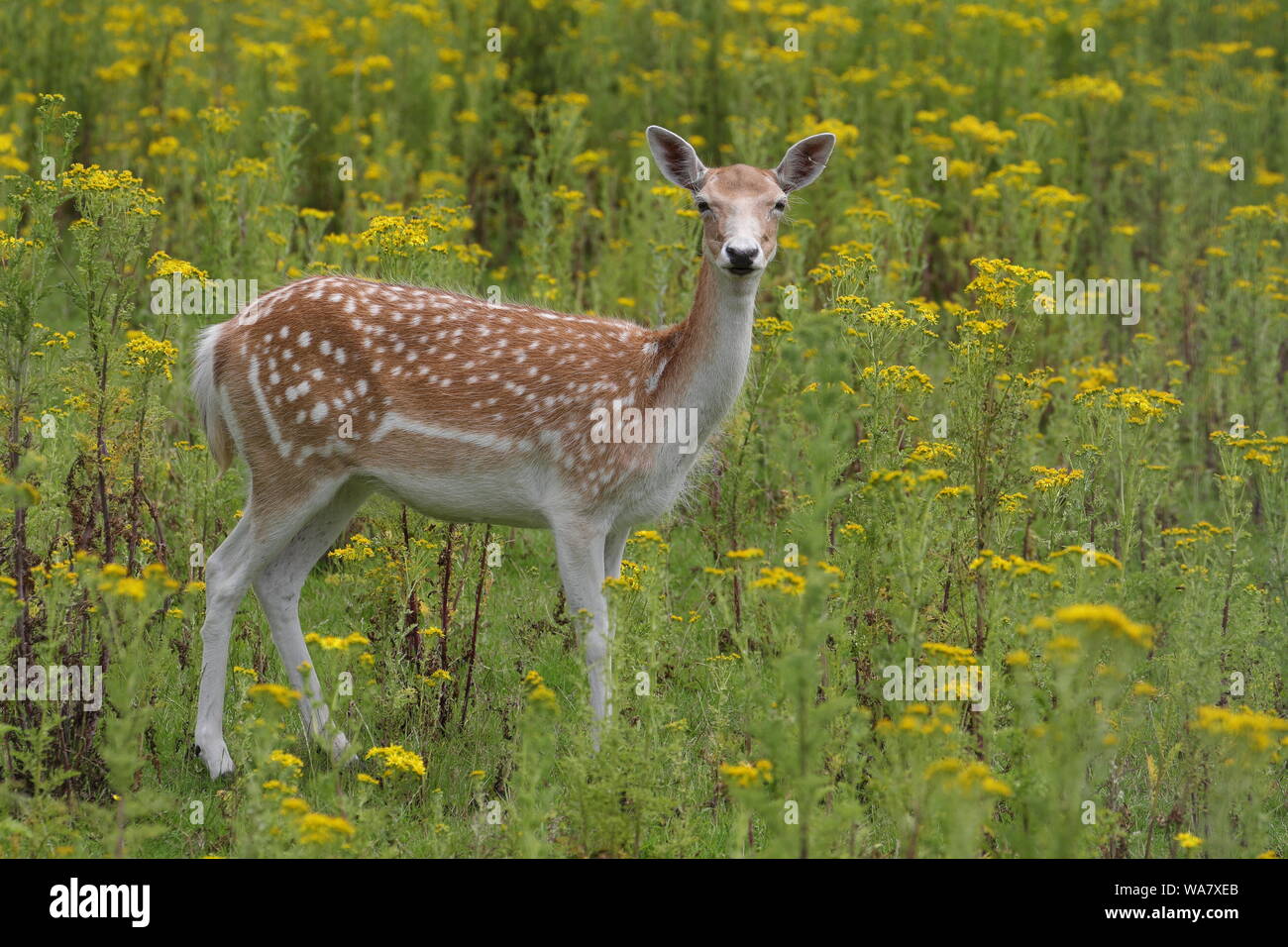 Fallow Deer standing amongst the grass and wild flowers at Whisby Garden Centre Stock Photo