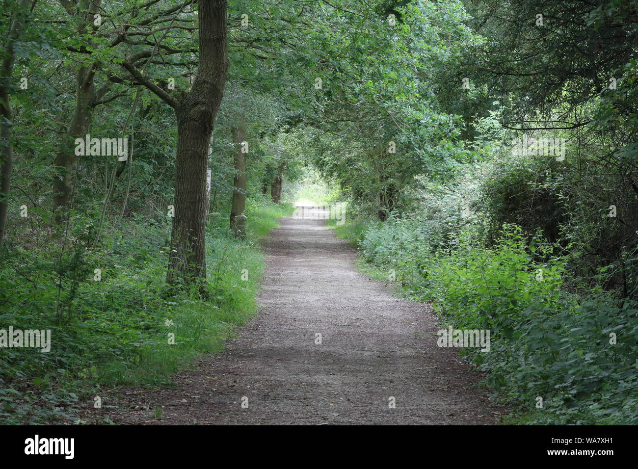 Natural woodland walkat the Whisby World of Nature withthe trees coming together to form a natural tunnel Stock Photo
