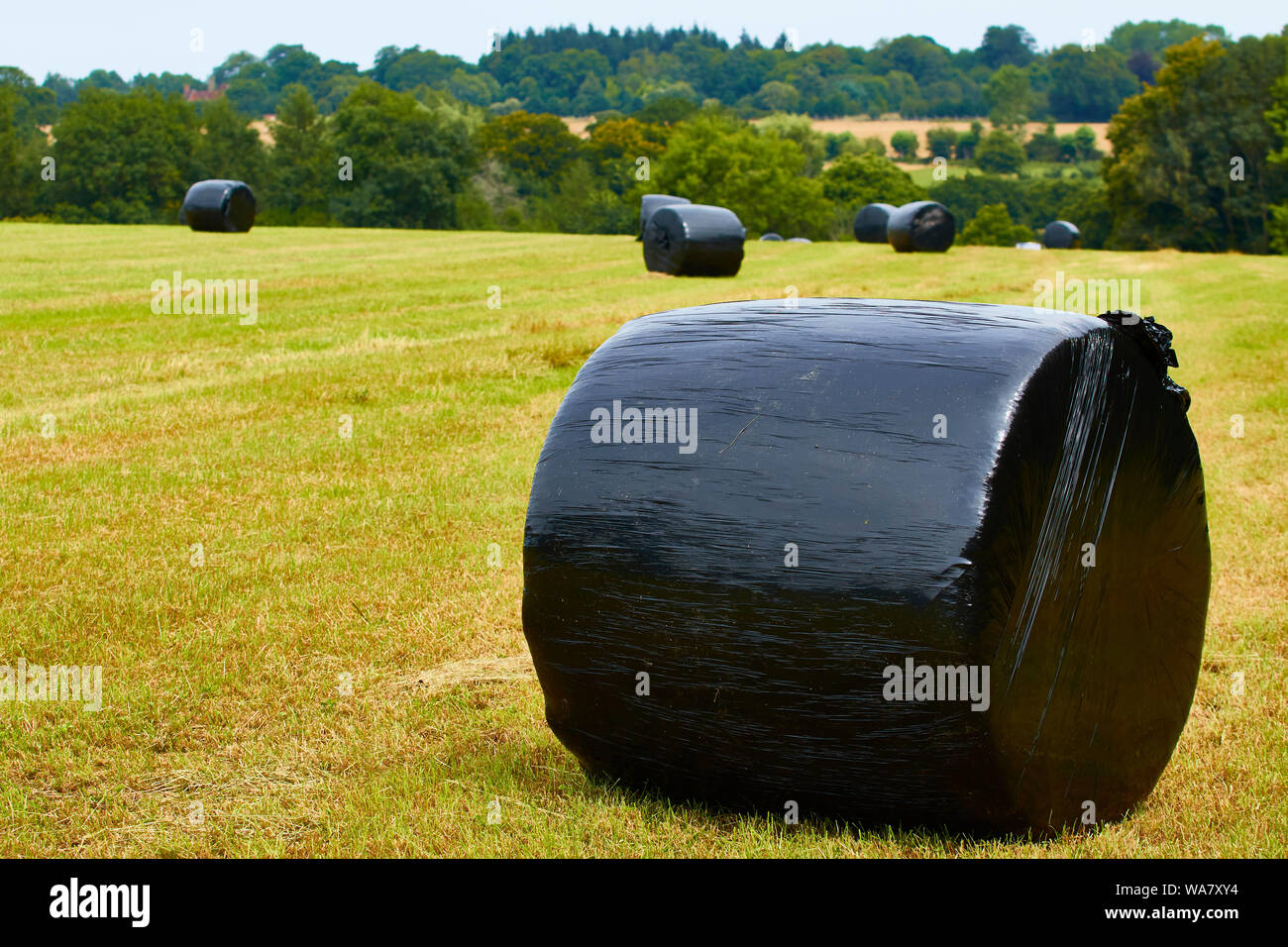 Hay Wrapped Supple plants hi-res stock photography and images - Alamy