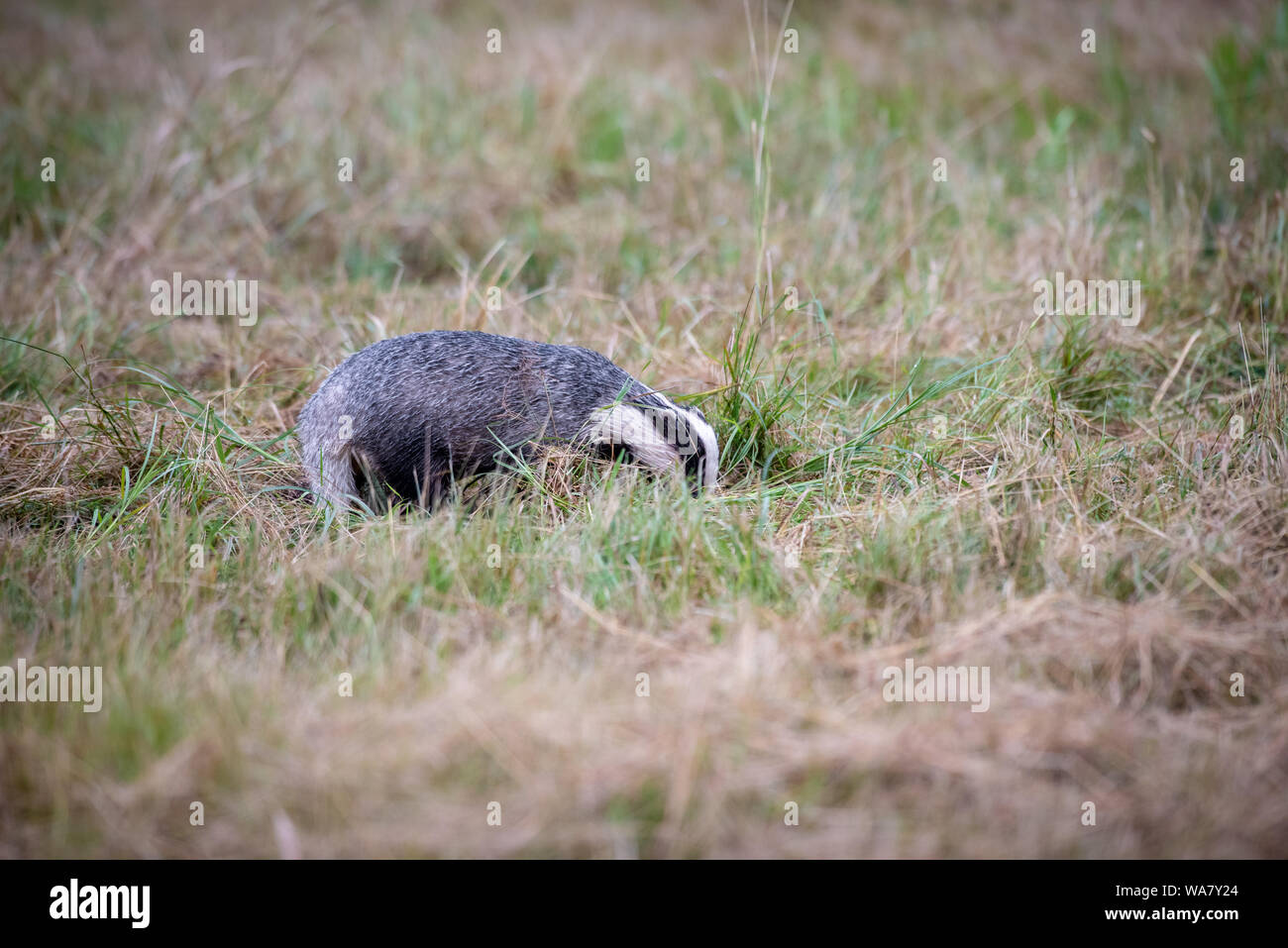 The European badger (Meles meles) or Eurasian badger, is species in the family Mustelidae native to Europe and some parts of Western Asia. Wildlife Stock Photo
