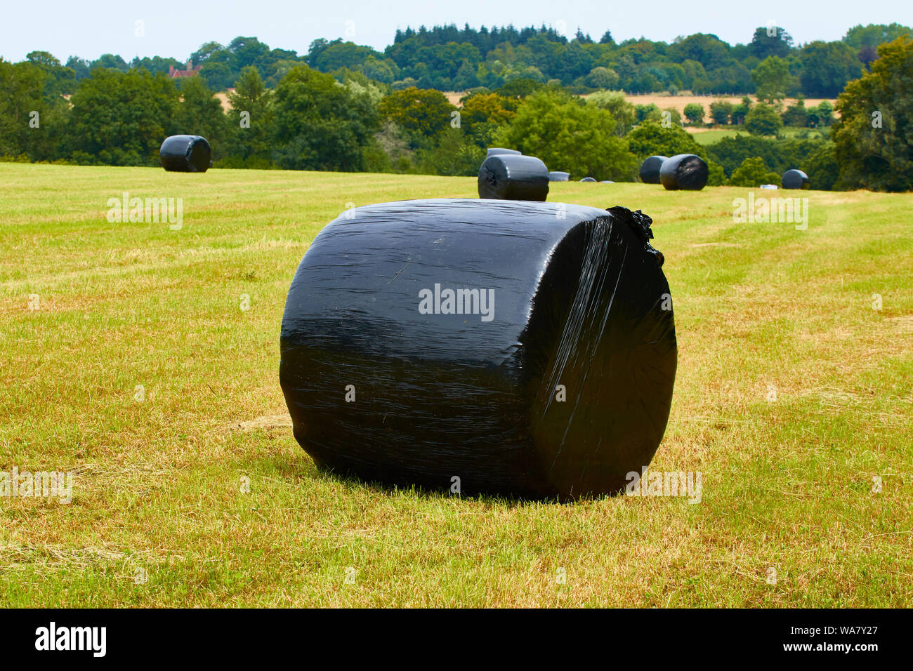 Hay Wrapped Hay wrapped in black polythene on farmland in Kent, England, United ...