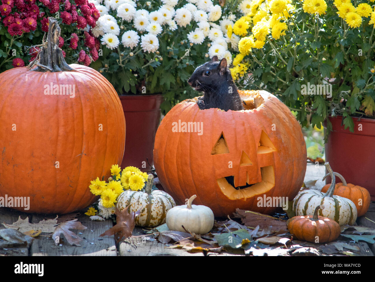Squirrel Boo A smiling black squirrel pops out of a Jack o lantern. BOO! Happy ...