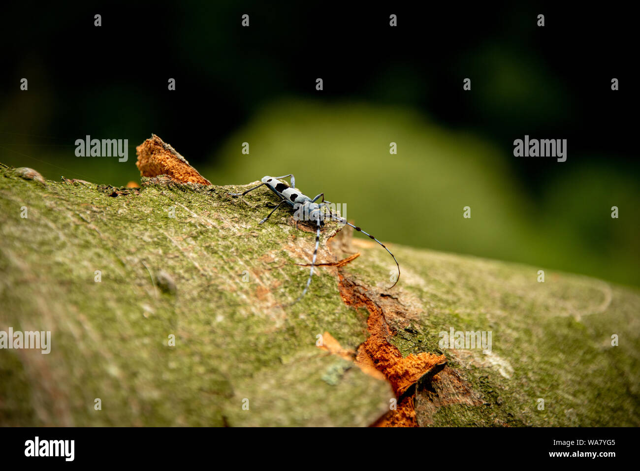 Rosalia longicorn (Rosalia alpina) or Alpine longhorn beetle in natural habitat. Beautiful blue incest with long feelers, in the nature green forest Stock Photo