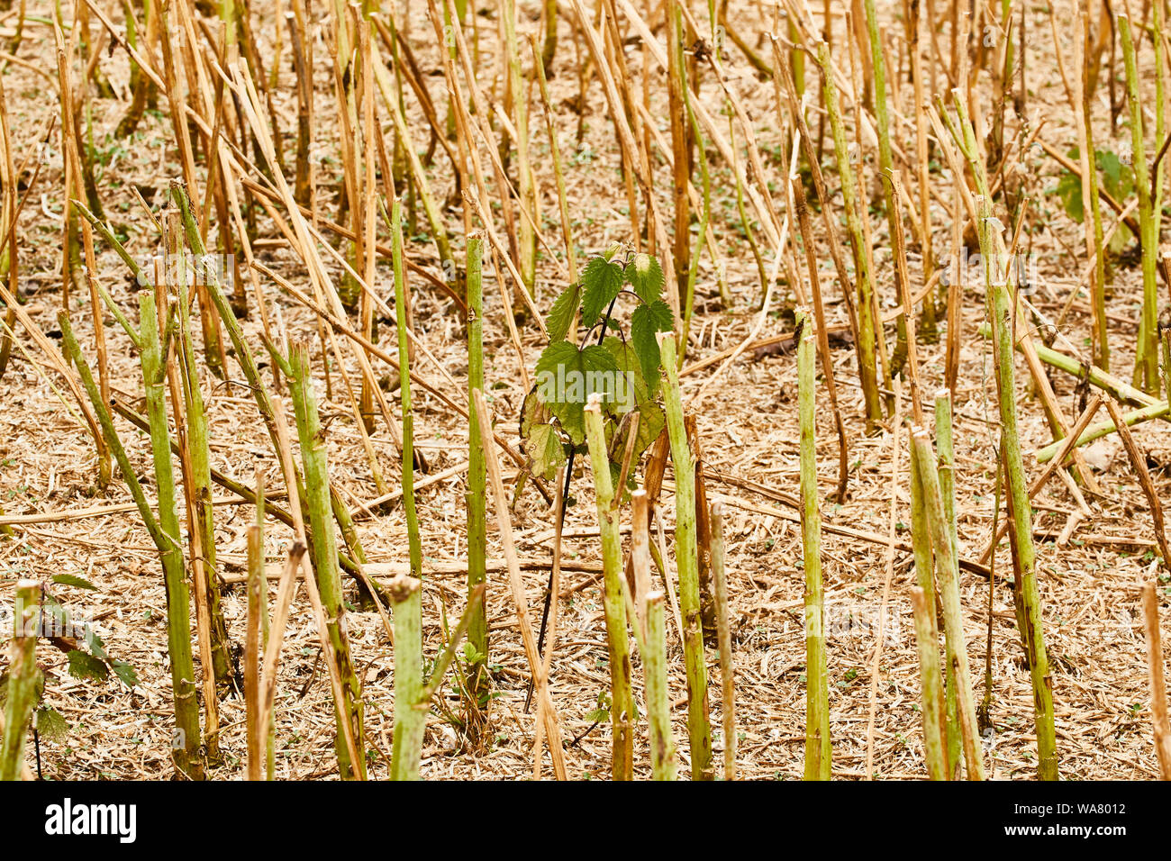 Stalk left after rapeseed cut on Kent Farmland, England, United Kingdom, Europe Stock Photo