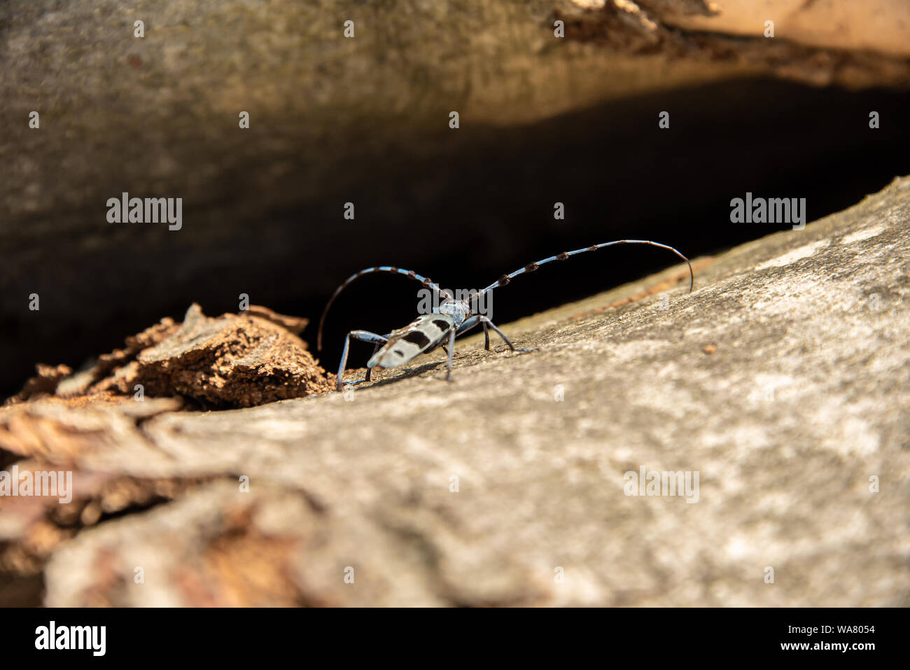 Rosalia longicorn (Rosalia alpina) or Alpine longhorn beetle in natural habitat. Beautiful blue incest with long feelers, in the nature green forest Stock Photo