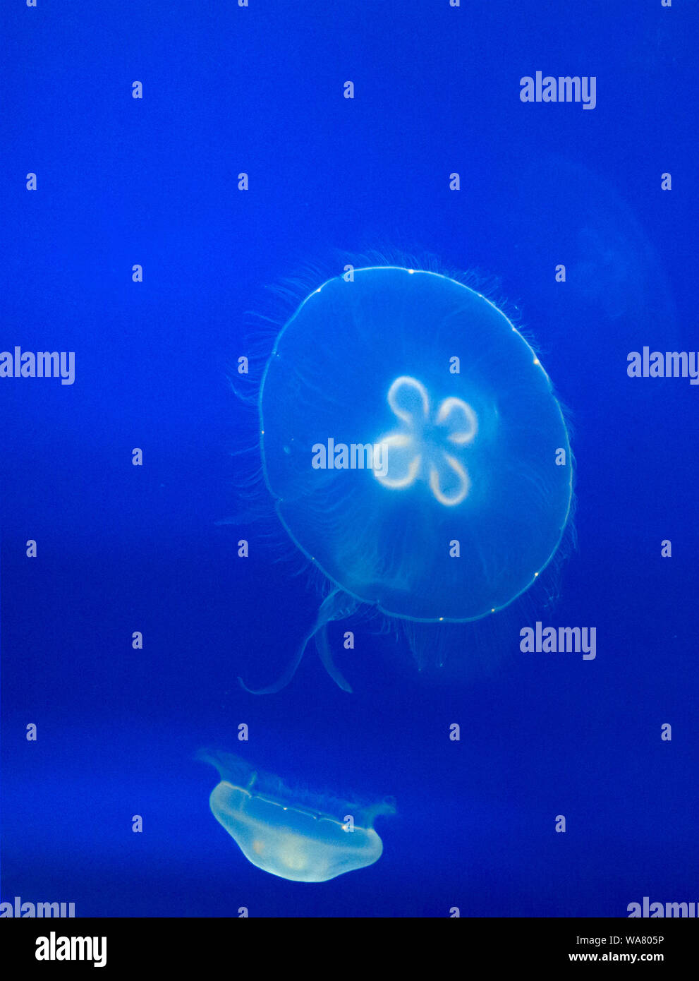 Beautiful transparent jelly fish floats in blue waters Stock Photo