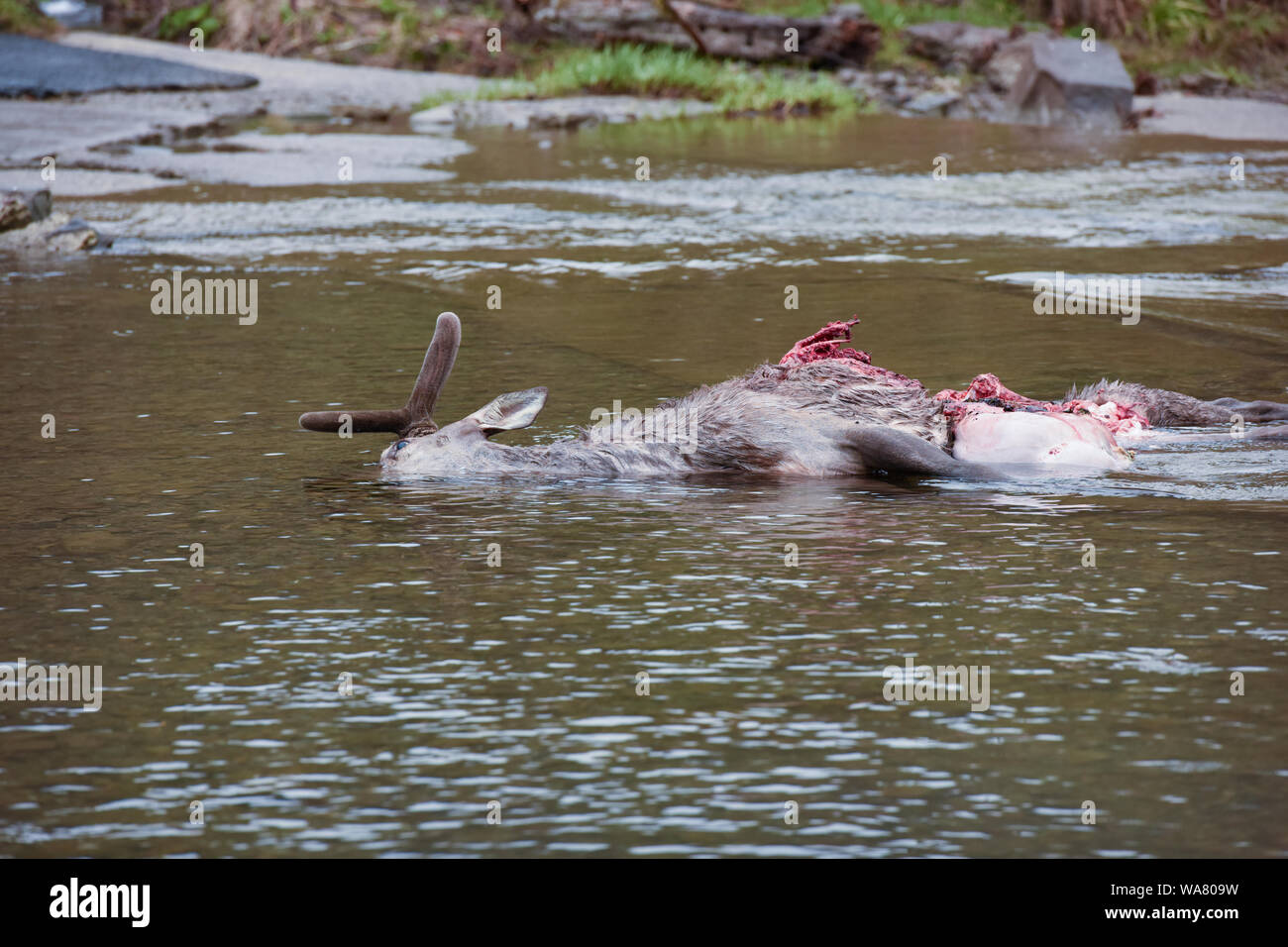 Deer killed by wolves. Eaten animal corpse in the river. Red deer carcass. European wildlife. Poland, Bieszczady mountains Stock Photo