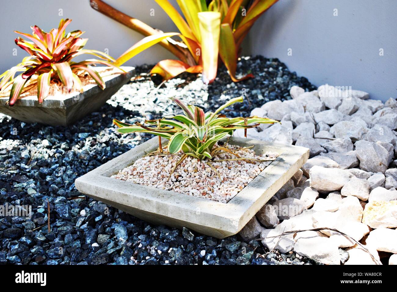 plants between rocks Stock Photo Alamy