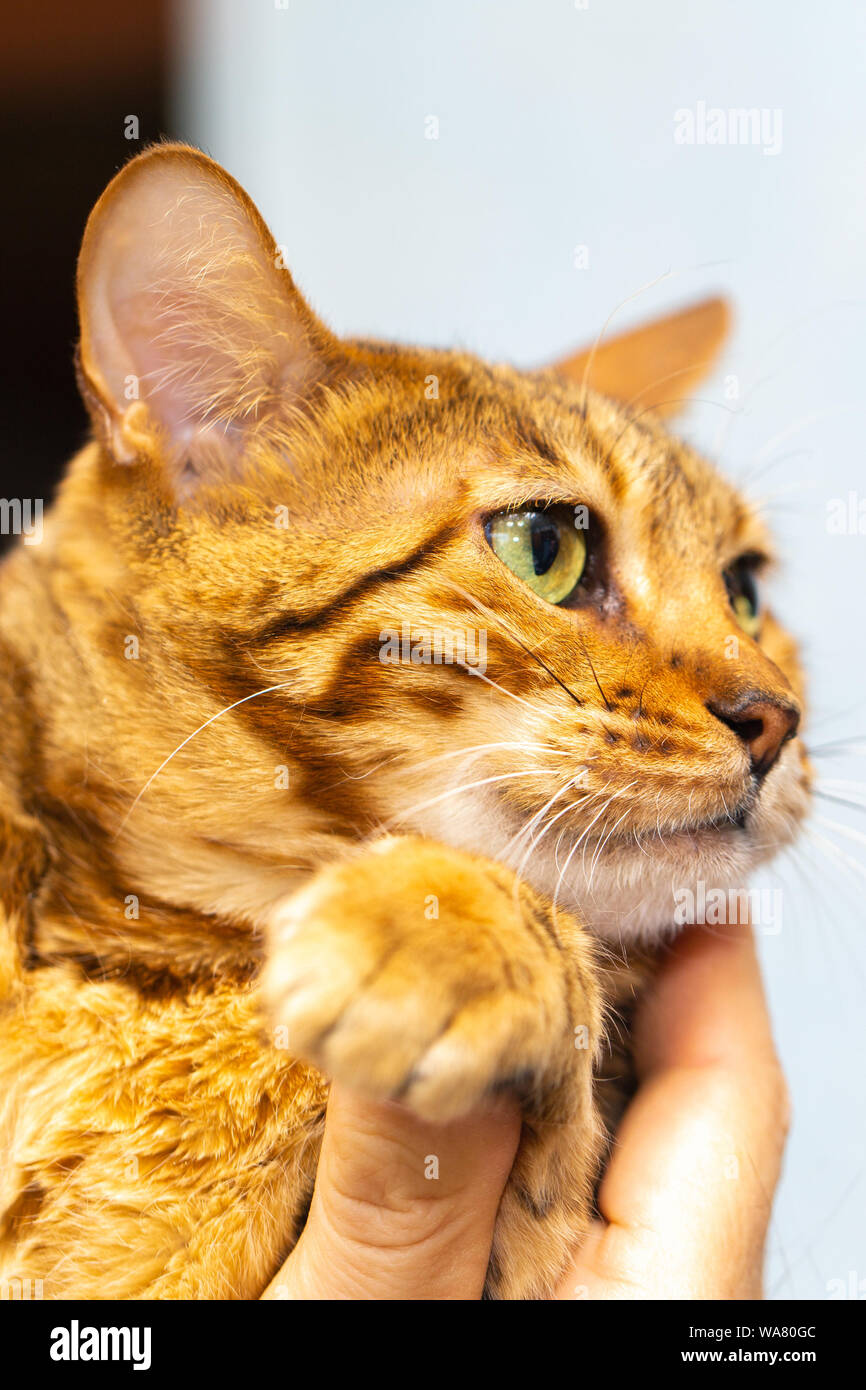 Red cat with bright hair in human hands Stock Photo