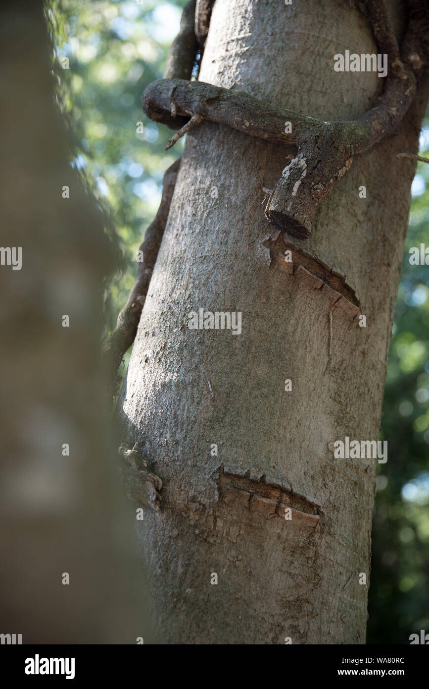 verletzter Baum von einem Schädling befreit gesehen in Istrien Kroatien Stock Photo