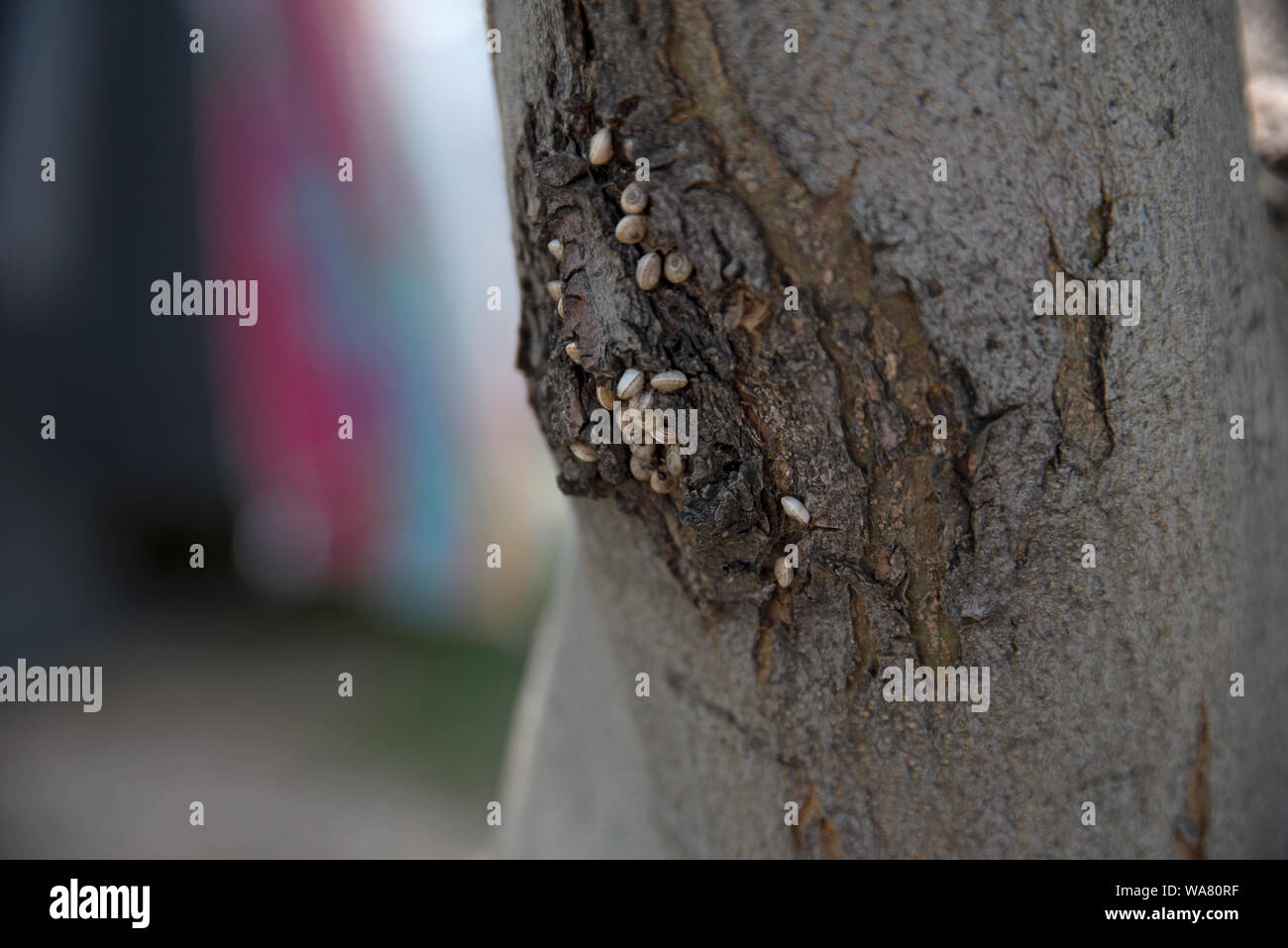 kleine Schnecken, die sich an einem Baum in Istrien, Kanegra an der Bucht zwischen Kroatien und Slowenien angesammelt haben Stock Photo