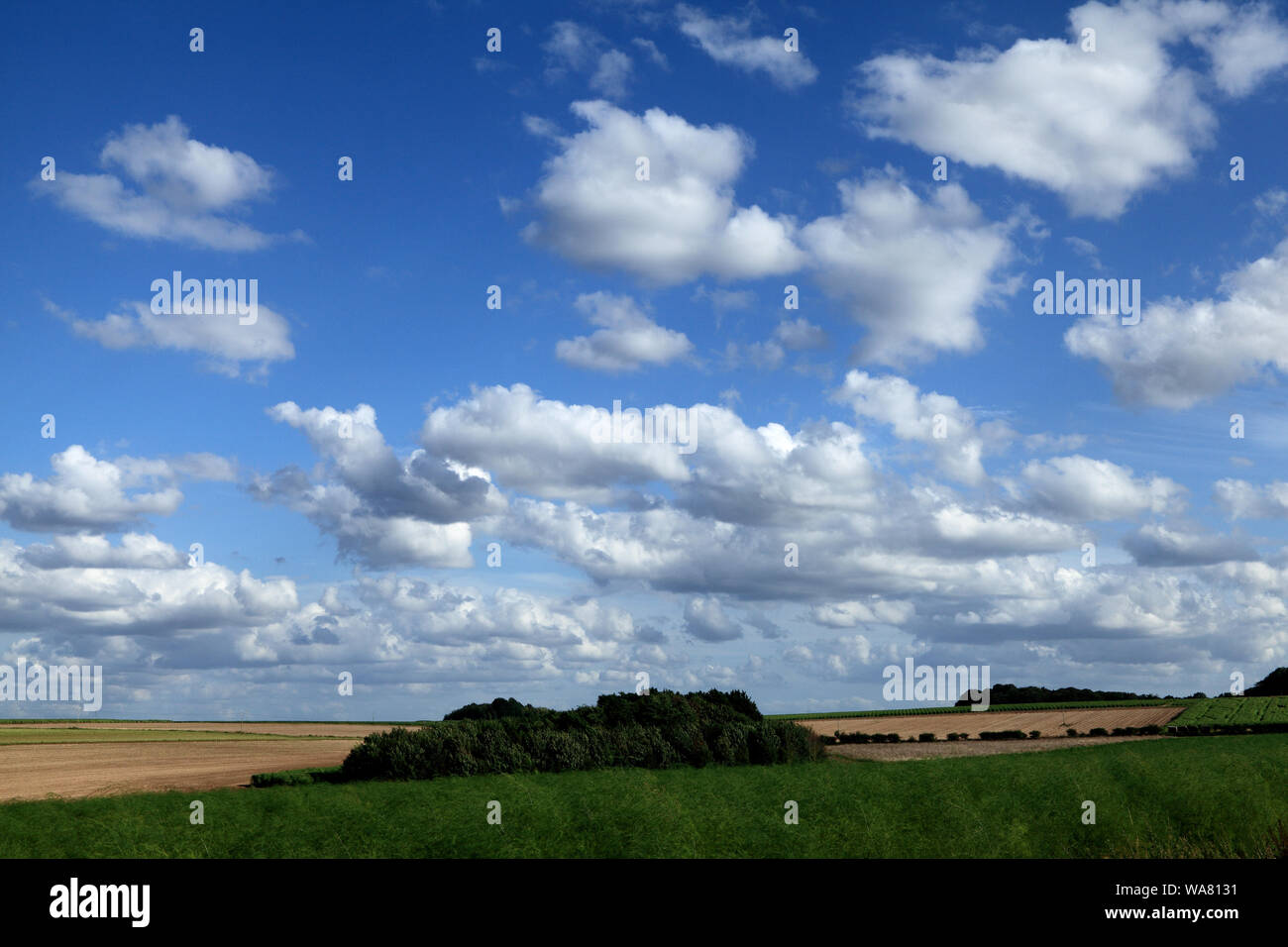 White, cumulus, clouds, blue sky, English, rural, agricultural, landscape Stock Photo