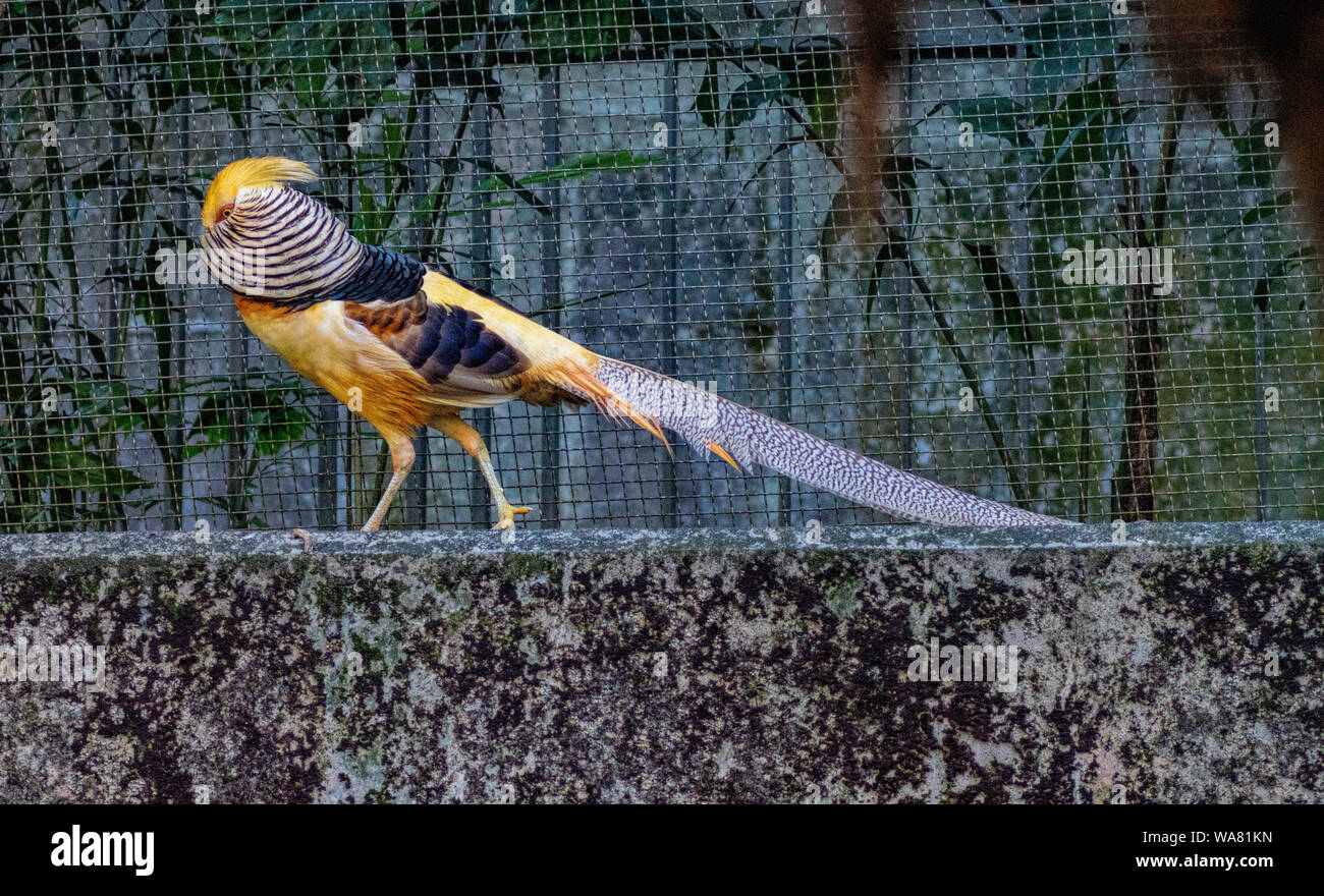 A Golden or Chinese Pheasant showing off it's colourful plumage Stock Photo