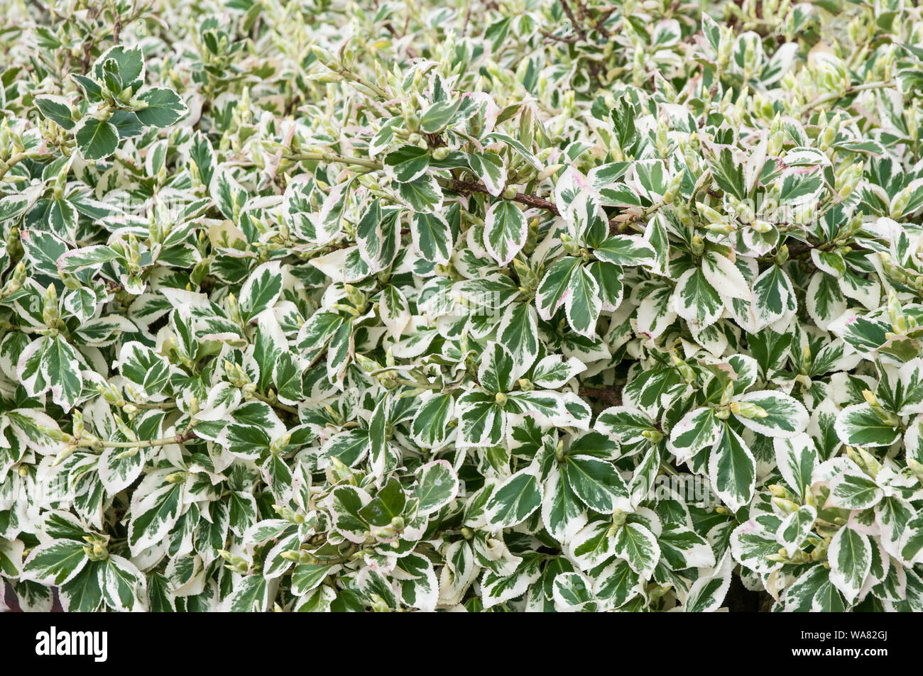 Euonymus or Spindle tree Emerald Gaiety being used to create a formal hedge  It is an evergreen shrub that is fully hardy Stock Photo