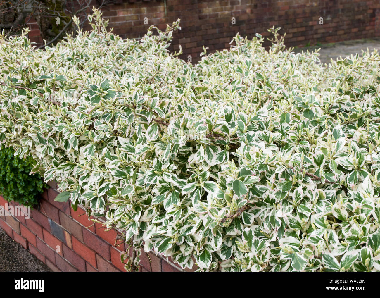 Euonymus or Spindle tree Emerald Gaiety being used to create a formal hedge  It is an evergreen shrub that is fully hardy Stock Photo