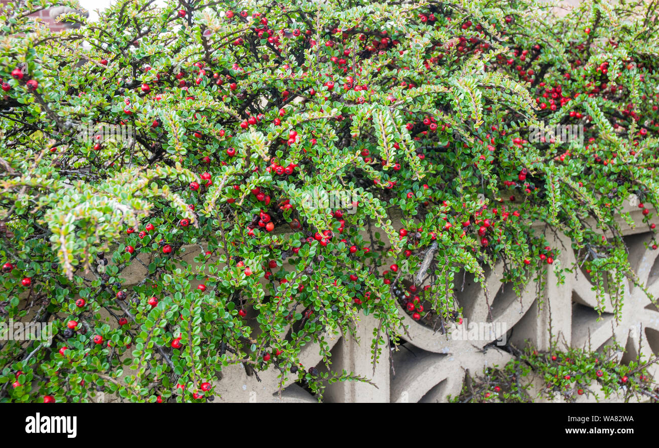 Cotoneaster horizontalis a spresding deciduous shrub that flowers in late spring has red berries is used for hedging or groundcover and is fully hardy Stock Photo