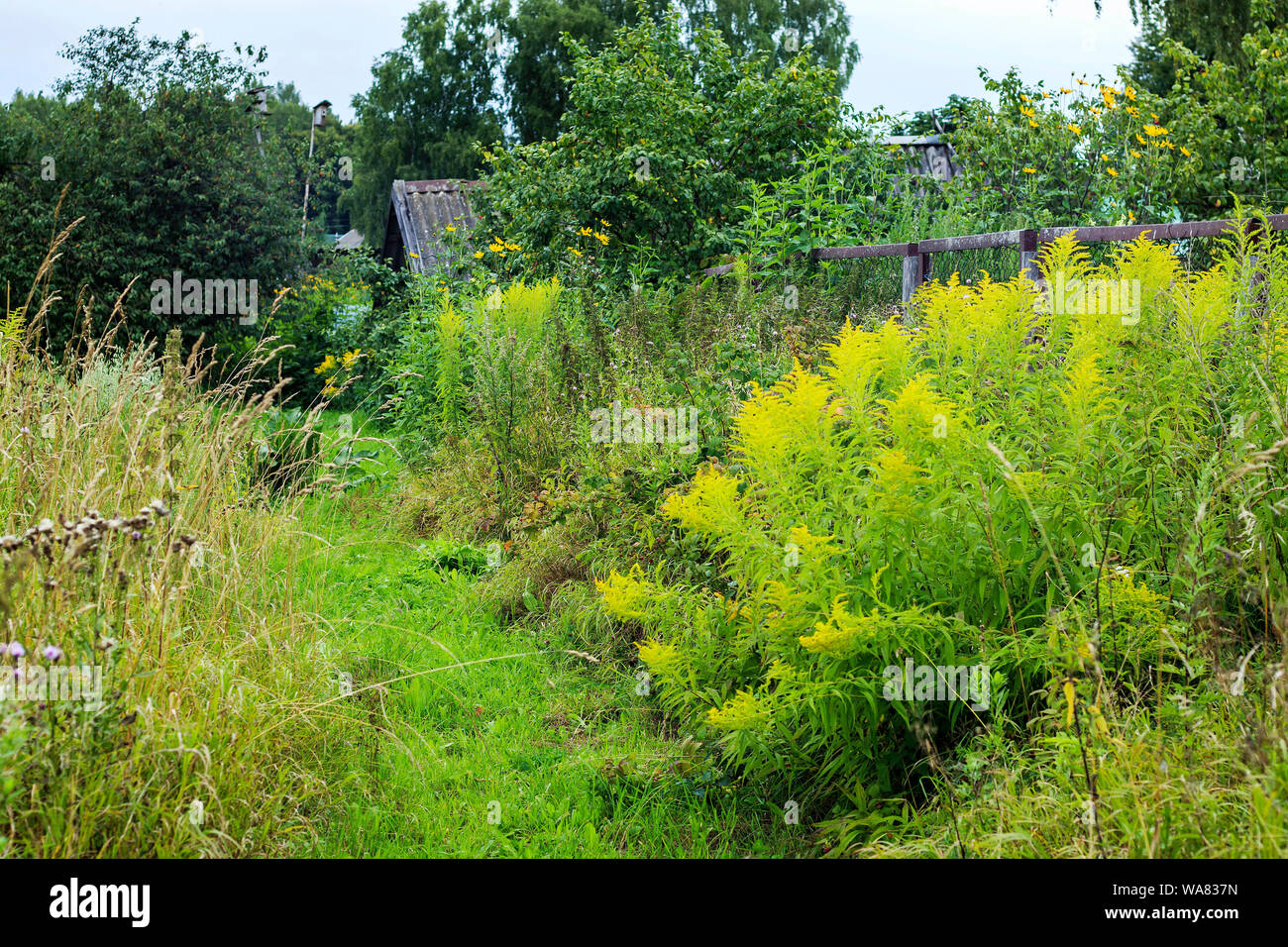 Wild grass meadow in sunny weather Stock Photo Alamy