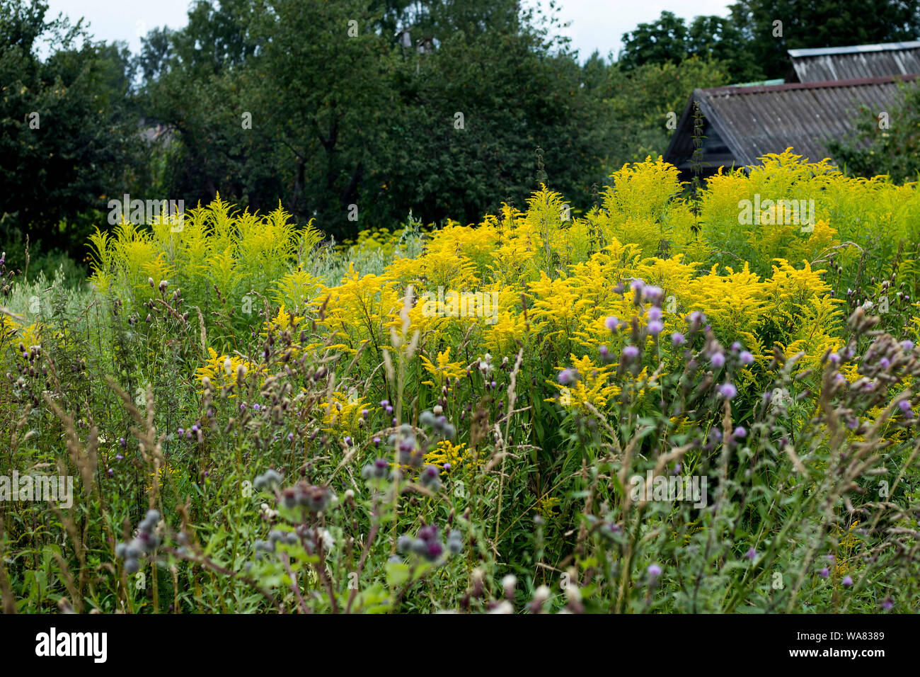Wild grass meadow in sunny weather Stock Photo Alamy