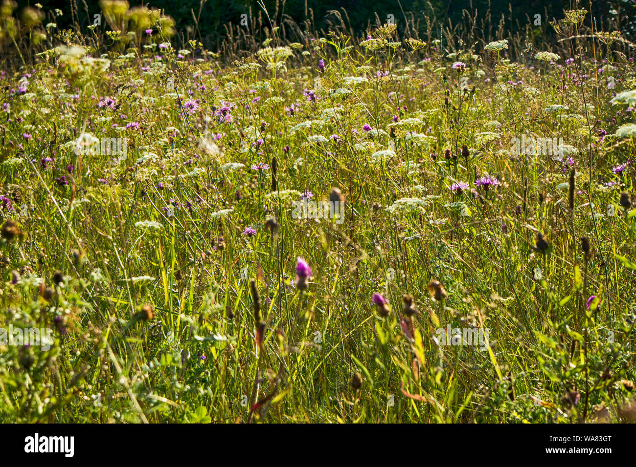 Wild grass meadow in sunny weather Stock Photo