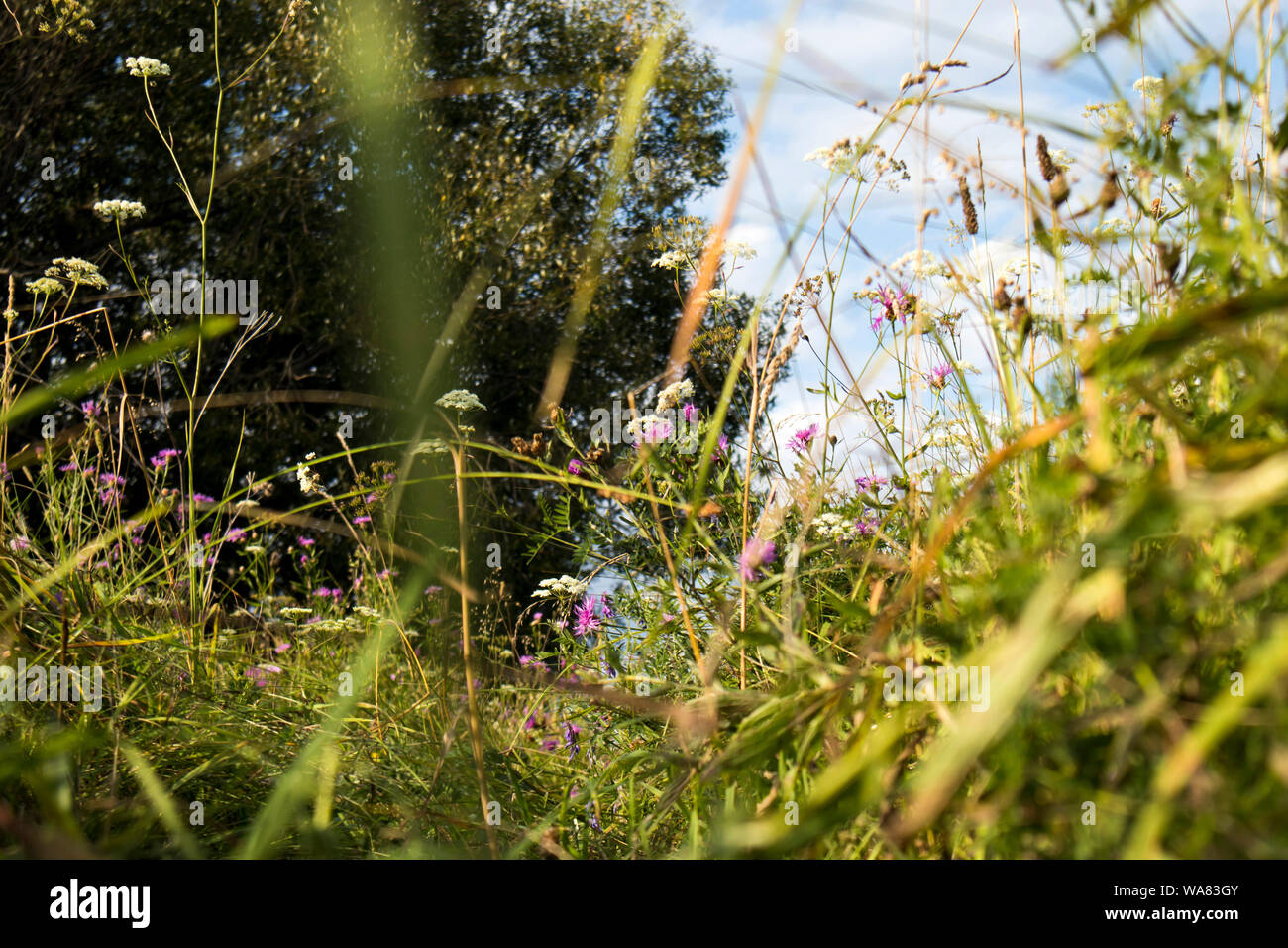 Wild grass meadow in sunny weather Stock Photo