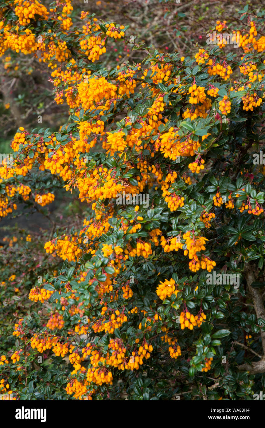 Berberis darwinii a large evergreen shrub in full flower bearing clusters of dark orange flowers in spring and sometimes in autumn and is fully hardy Stock Photo