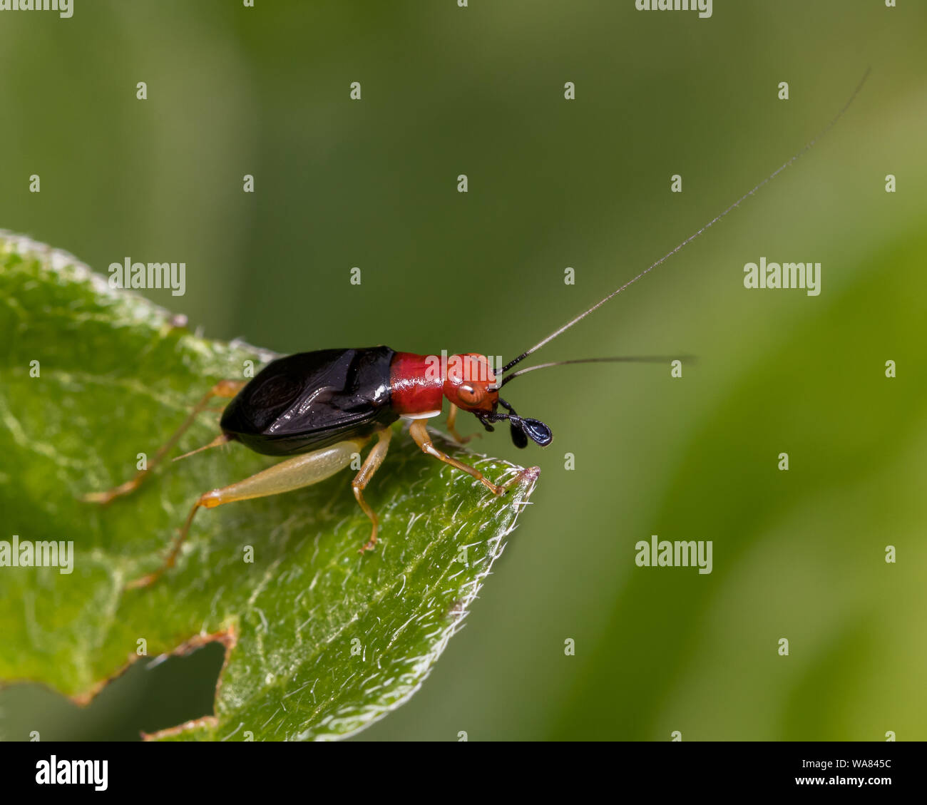 closeup of Red-headed Bush Cricket on the green leaf of a plant Stock Photo