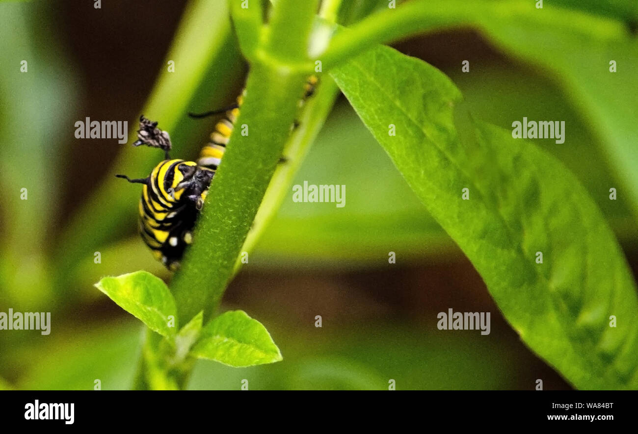 yellow and black caterpillar climbs up a plant as it finds something good to eat Stock Photo