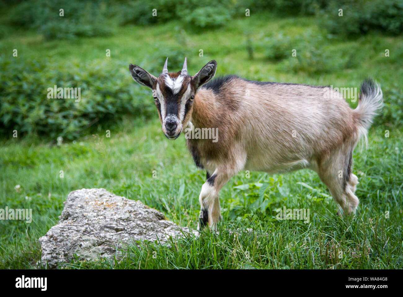 A brown dwarf goat kid standing in the pasture Stock Photo