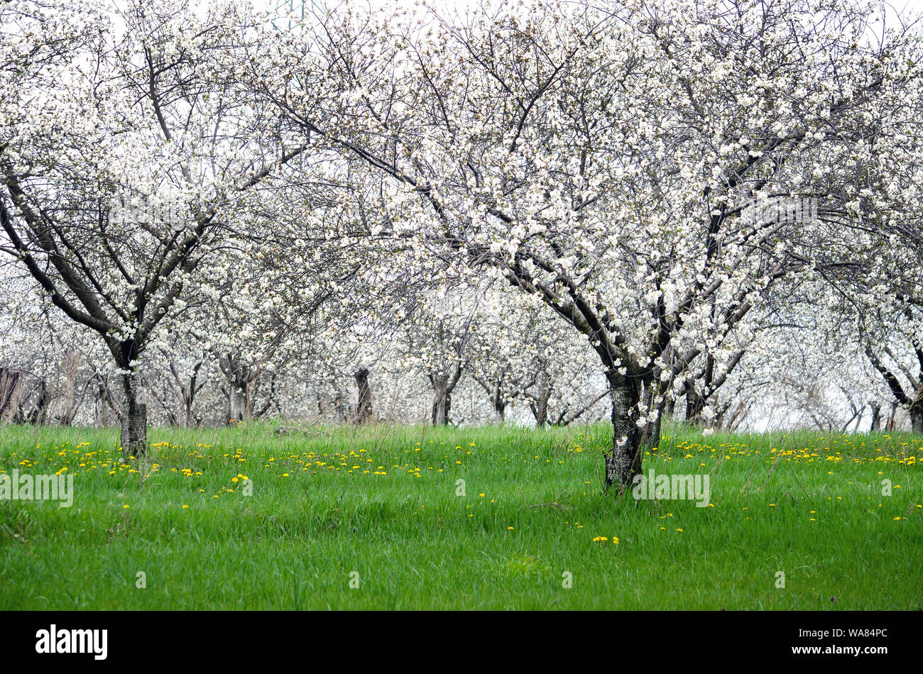 cherry trees in spring, in a Michigan USA orchard Stock Photo