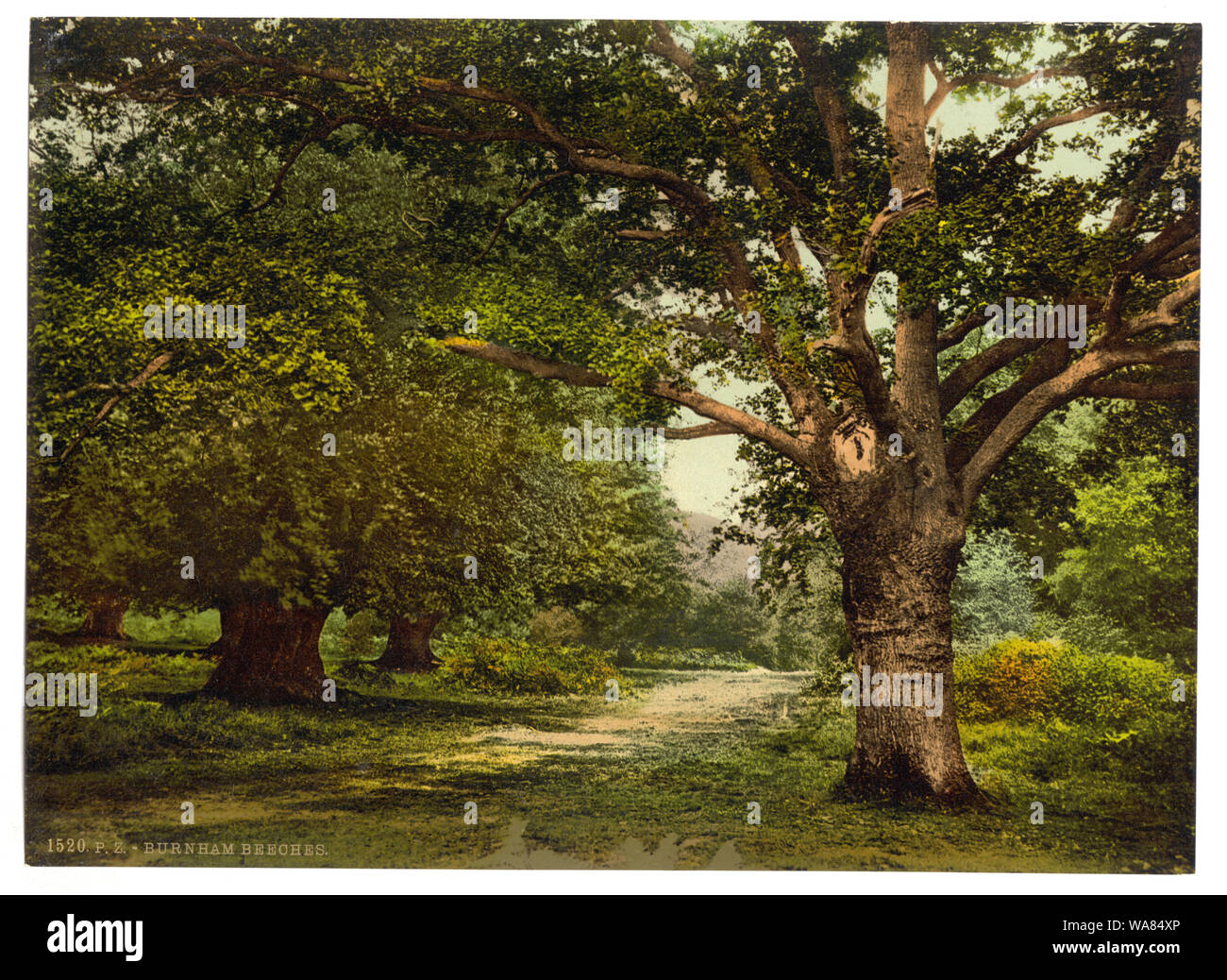 Burnham Beeches, London and suburbs, England; Forms part of: Views of the British Isles, in the Photochrom print collection.; More information about the Photochrom Print Collection is available at http://hdl.loc.gov/loc.pnp/pp.pgz; Print no. 1520.; Title from the Detroit Publishing Co., Catalogue J-foreign section, Detroit, Mich. : Detroit Publishing Company, 1905. Stock Photo