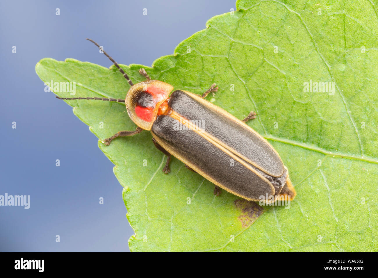 Common Eastern Firefly (Photinus pyralis) Stock Photo