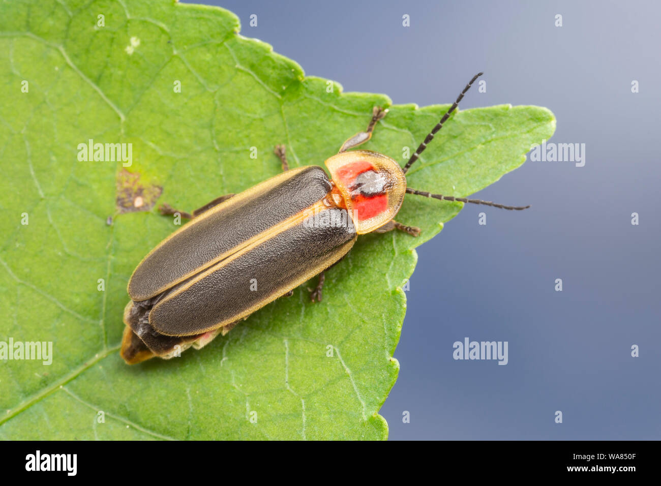 Common Eastern Firefly (Photinus pyralis) Stock Photo