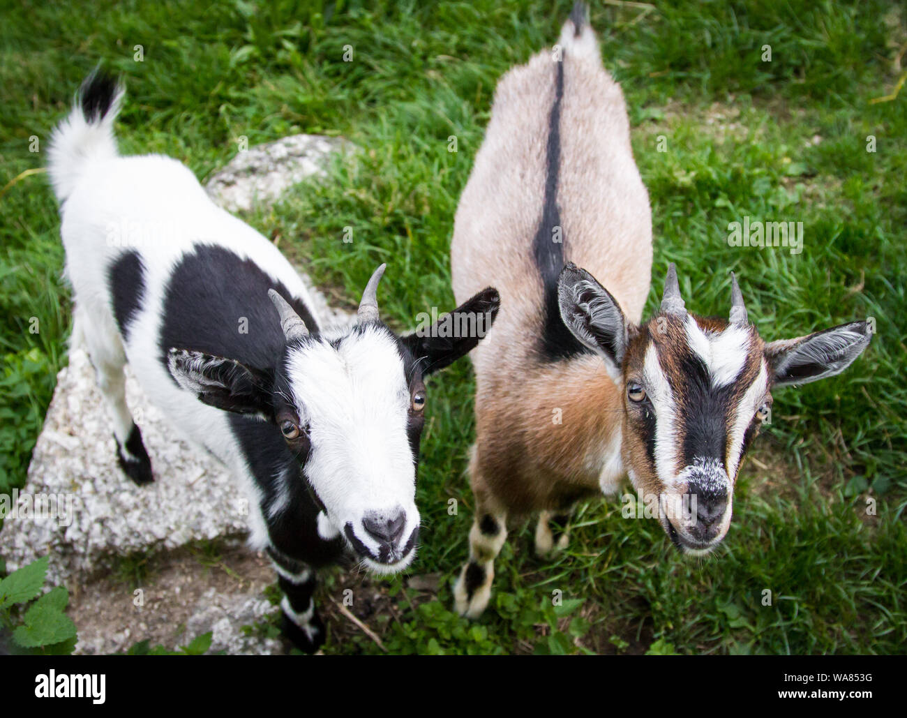 Two young nosy dwarf goats looking into the camera Stock Photo