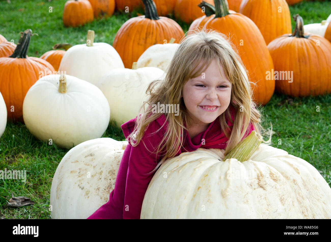 child trying to life a white pumpkin at a fall pumpkin patch Stock ...