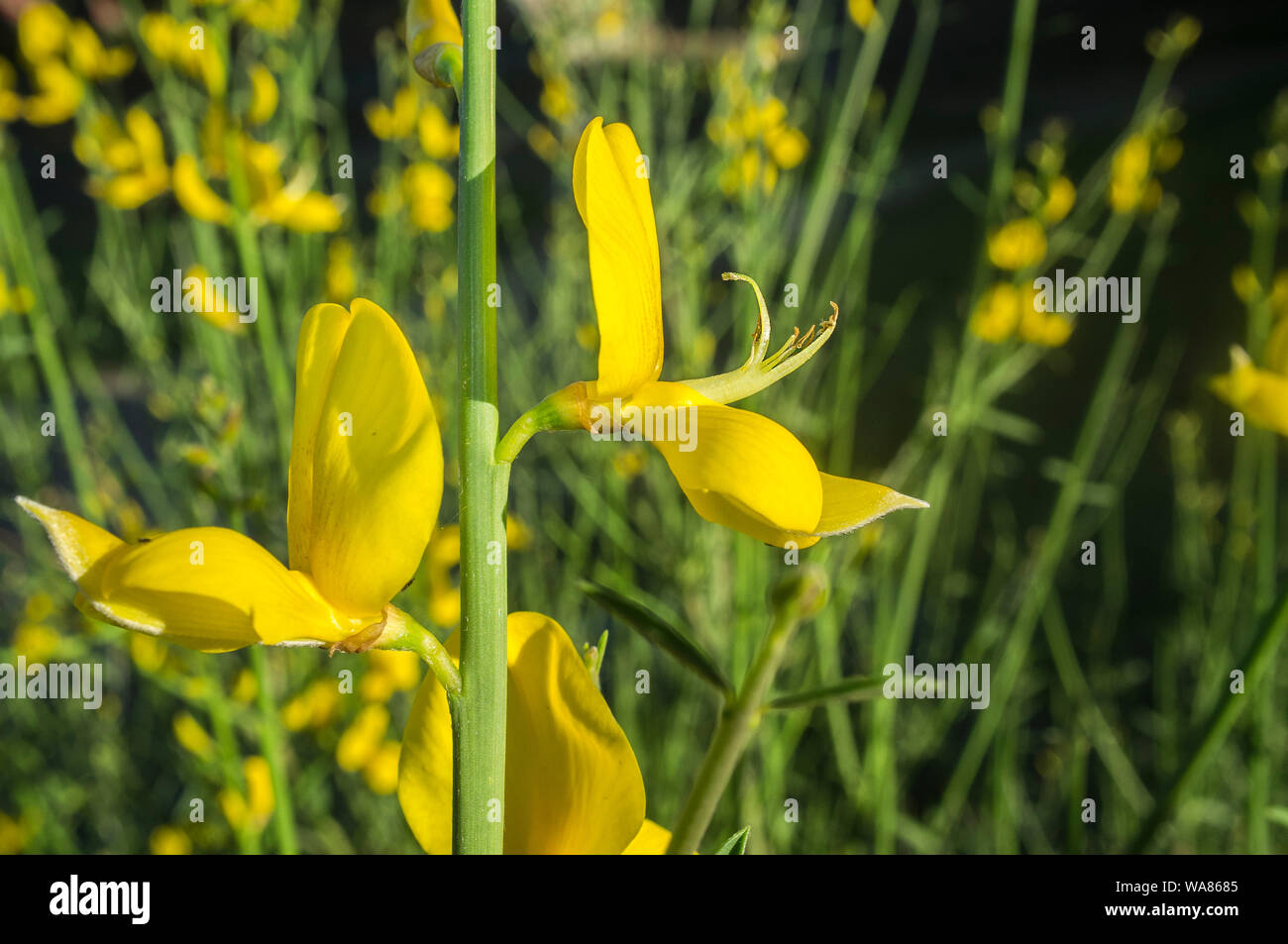 Cytisus scoparius flowering at extremaduran dehesa forests on April. Closeup Stock Photo